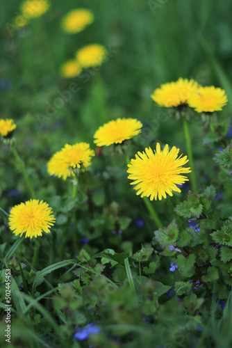 Bright yellow dandelions on the grass. Spring flowers in the meadow