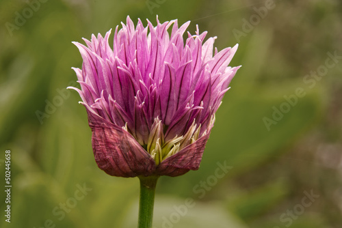 : Isolated Head of a Chive. Pieris rapae