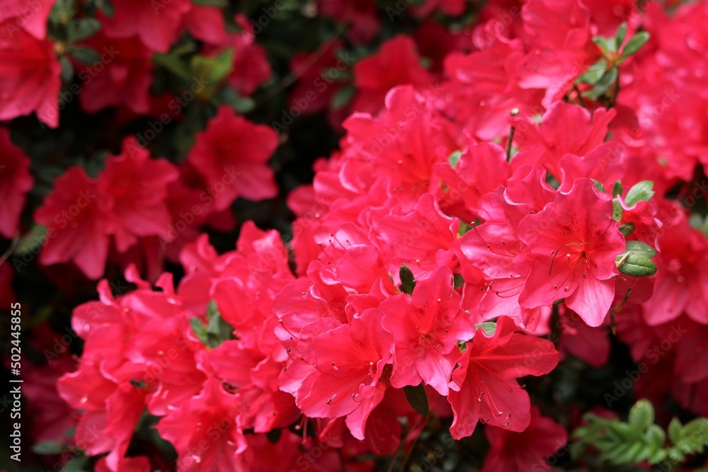 Rhododendron simsii Rhododendron simsii