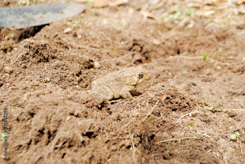 Toad Unburied While Preparing a Spring Garden Bed 