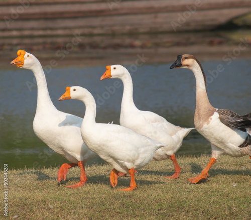 masses white geese walk on the farm