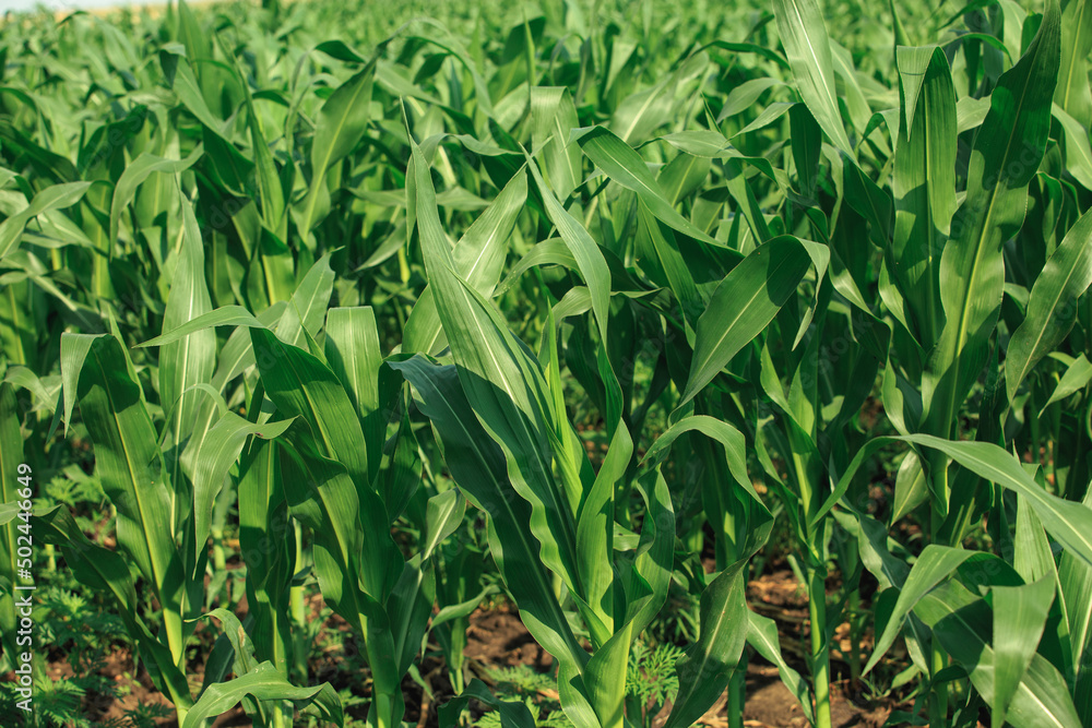 Corn grows in the field, ripening corn in the summer season. Corn grows in the field, ripening corn in the summer season.