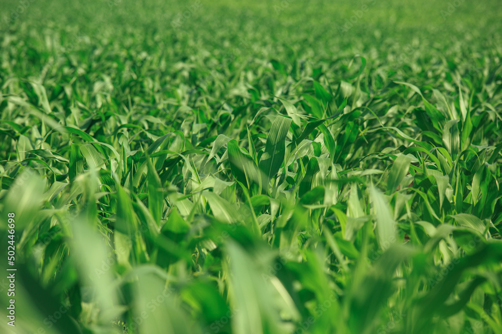 Fototapeta premium Corn grows in the field, ripening corn in the summer season.