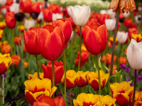Multicolored tulips. Tulips of different colors. Flowerbed of tulips. © Jakob
