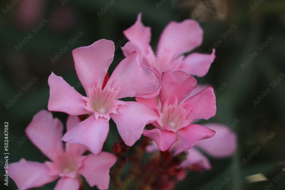 Fototapeta premium pink flower