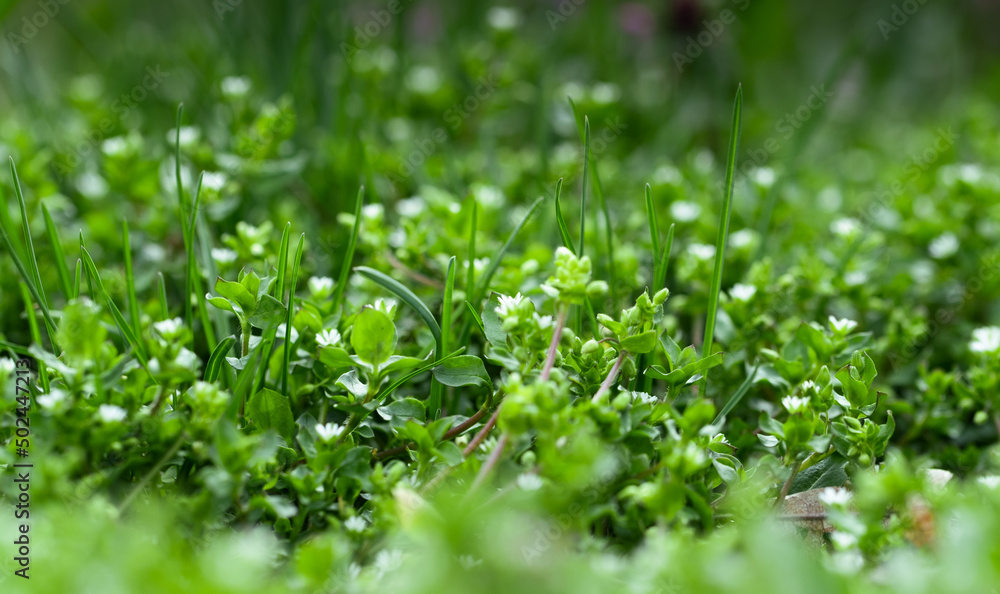 field grasses in the forest on a meadow with soft background blur field grasses in the forest on a meadow with soft background blur