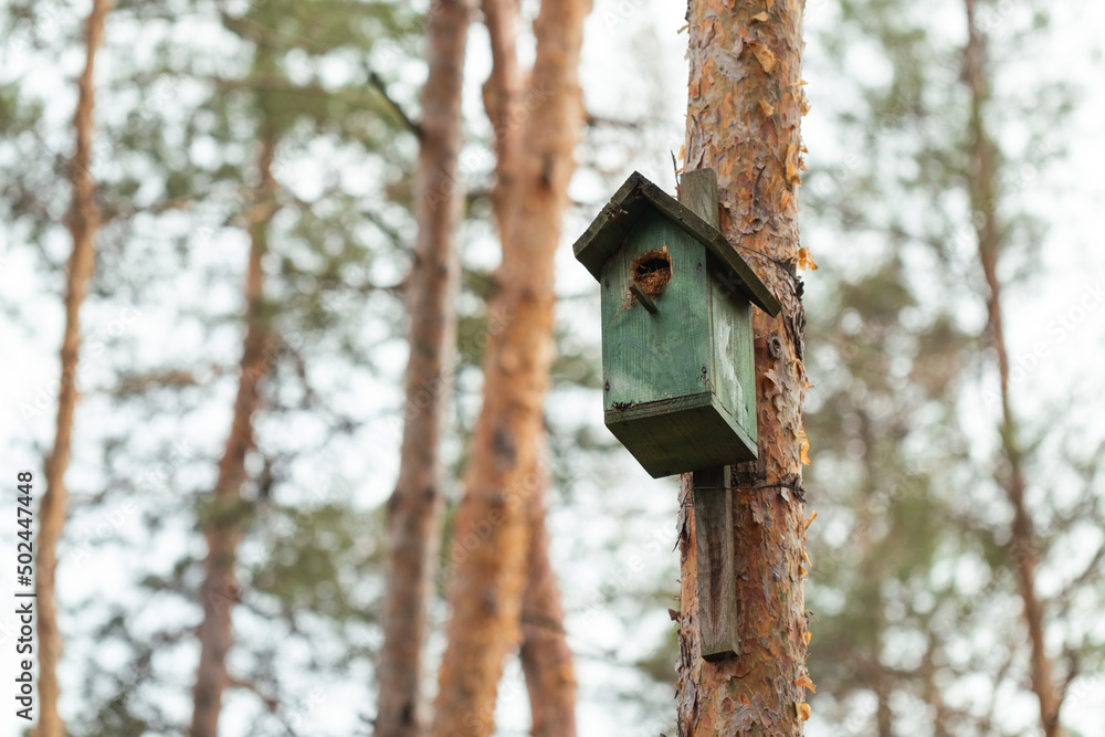 Handmade birdhouse hanging on a tall pine tree in a wild forest