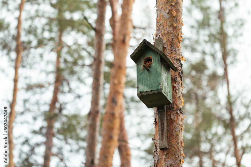 Handmade birdhouse hanging on a tall pine tree in a wild forest Handmade birdhouse hanging on a tall pine tree in a wild forest