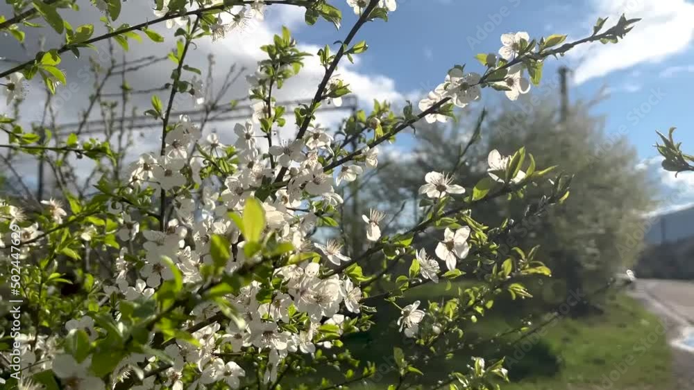 Blossoming cherry tree against the backdrop of mountains.