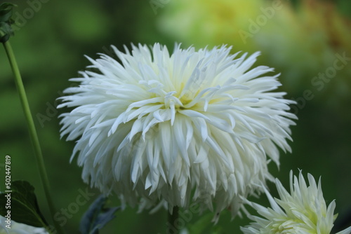 white flower