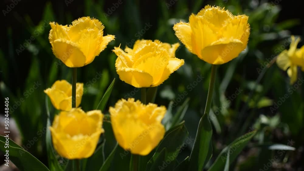 Yellow tulips grow on the ground Yellow tulips grow on the ground
