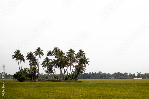 Coconut tree island in the paddy field photo