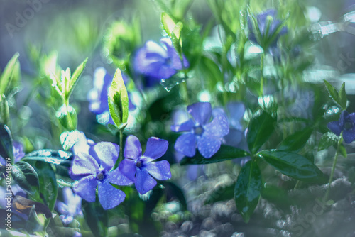 Fototapeta Naklejka Na Ścianę i Meble -  Niebieskie kwiatki na łące