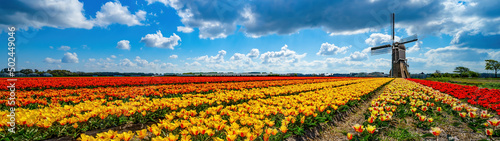Panorama of landscape with blooming colorful tulip field  traditional dutch windmill and blue cloudy sky in Netherlands Holland   Europe - Tulips flowers background panoramic banner