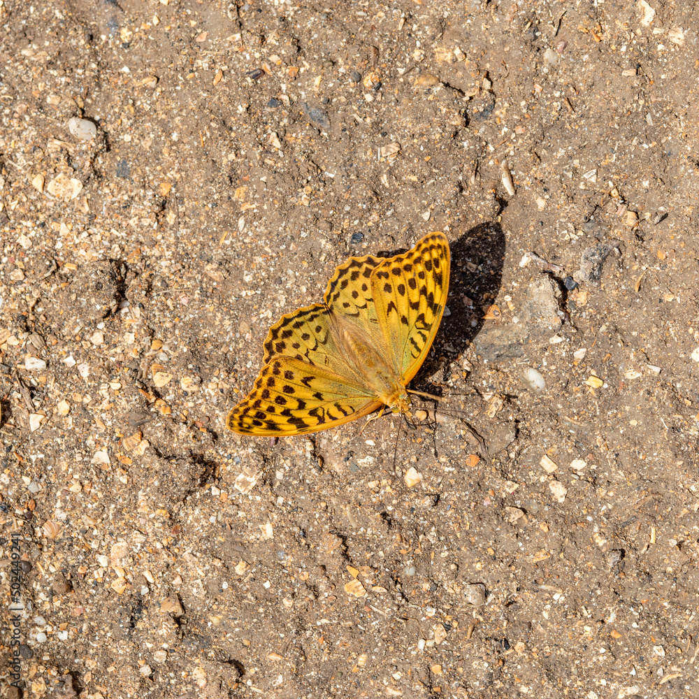 An orange butterfly landed on ground. Beige background of dirt road. Silver Washed Fritillary Butterfly. Argynnis paphia. High angle, flat lay An orange butterfly landed on ground. Beige background of dirt road. Silver Washed Fritillary Butterfly. Argynnis paphia. High angle, flat lay