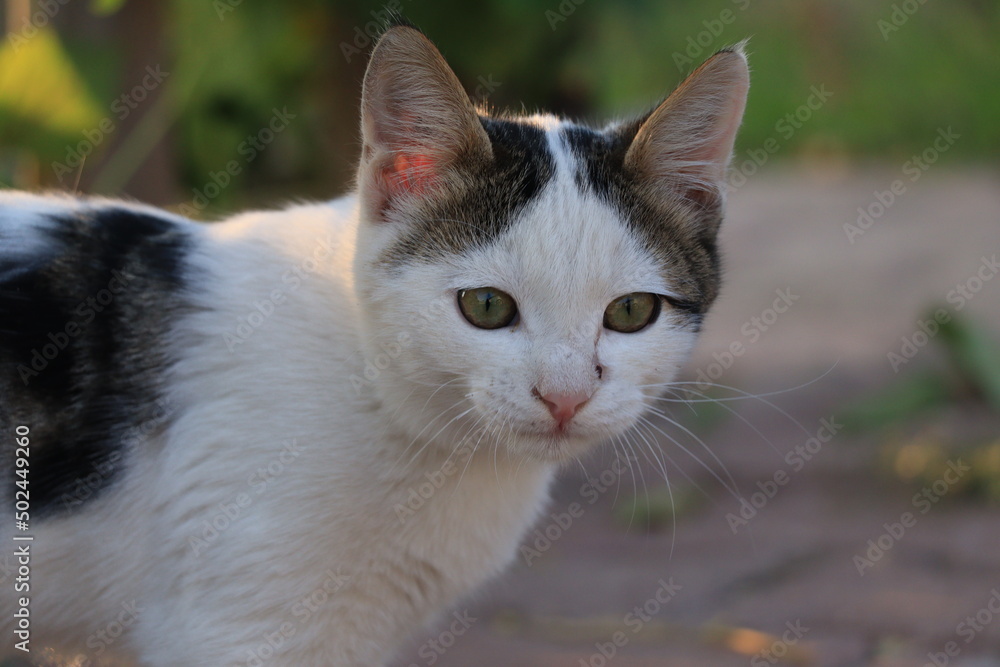 portrait of a cat