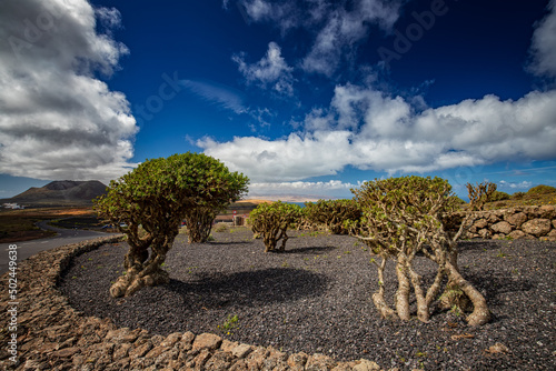Niezwykła przyroda i krajobrazy na Lanzarote