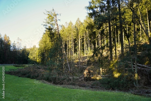 Massive storm damages in a forest with a swathe of destruction.