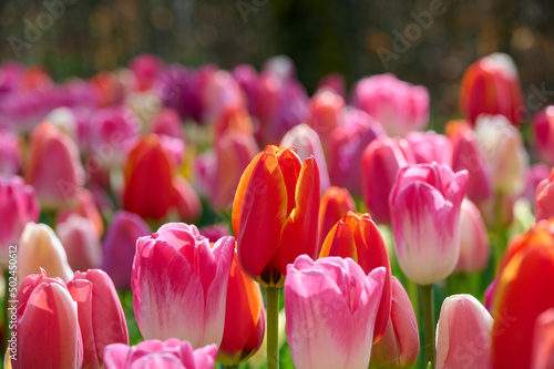 Red and pink tulips with backlight #502450612