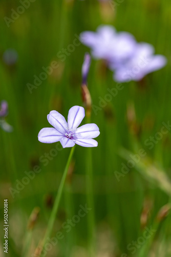 Macrophotographie de fleur sauvage - Aphyllante de Montpellier - Aphyllantes monspeliensis