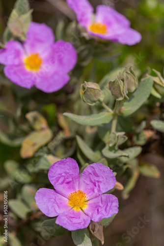 Macrophotographie de fleur sauvage - Ciste blanchâtre - Cistus albidus photo