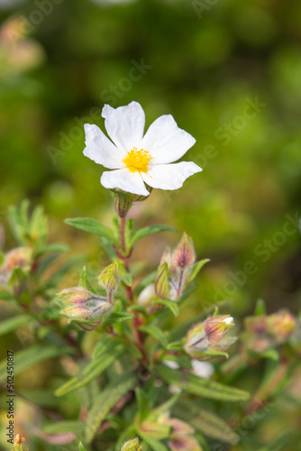 Macrophotographie de fleur sauvage - Ciste de Montpellier - Cistus monspeliensis