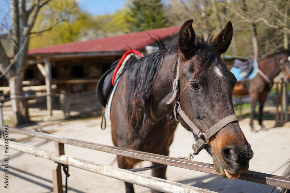 A black horse at a horse breeding farm in a village on spring sunset on dreamy meadow in golden hour A black horse at a horse breeding farm in a village on spring sunset on dreamy meadow in golden hour
