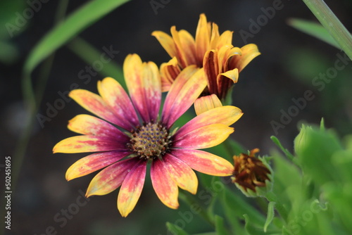 flower of a calendula