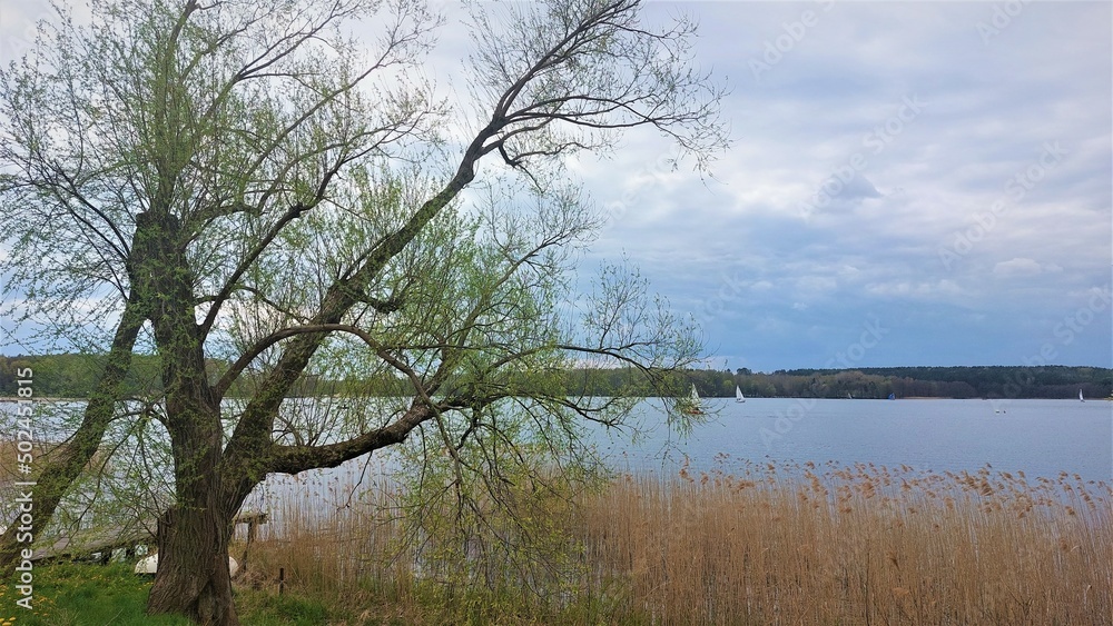 Obraz premium Spring landscape by the lake on a cloudy day - brown rushes, green grass, tree with branches and a pier