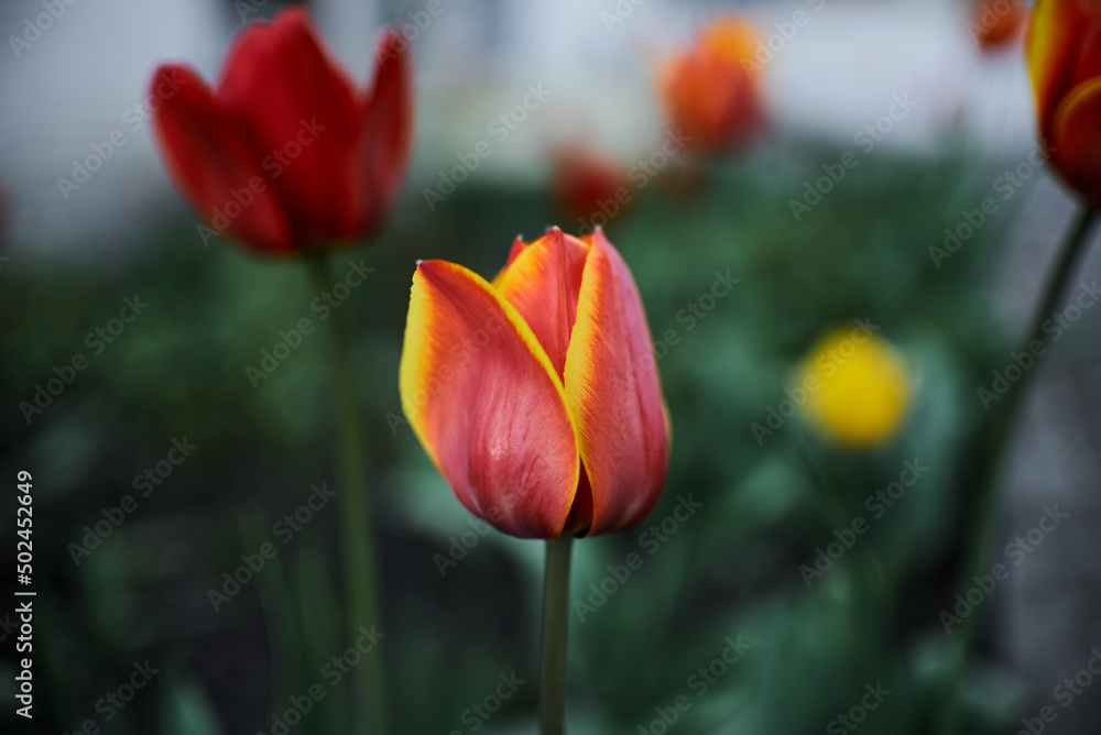 Photo of red tulips growing in a flower bed. Spring flowers. Gift for a girl. Nature is beautiful. Fresh scent. Photo of red tulips growing in a flower bed. Spring flowers. Gift for a girl. Nature is beautiful. Fresh scent.