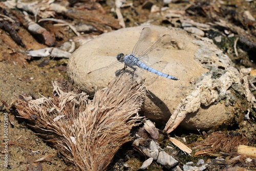 dragonfly on the ground