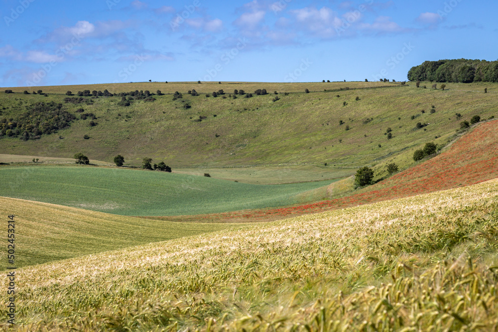 A rolling Sussex summer landscape, with poppy and wheat fields