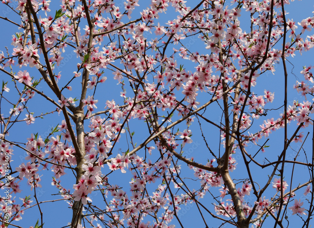 Peach flowers on the tree in spring and blue sky in background