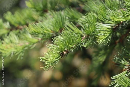 close up of pine tree