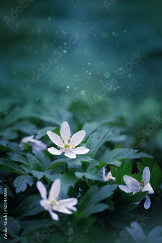 Beautiful spring white flowers on mystery green natural background. blossom primroses  anemones  close up. dreaming  harmony mood. spring or summer seasonal floral landscape
