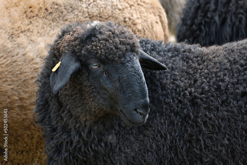 Принти на полотні Portrait of a cute black sheep