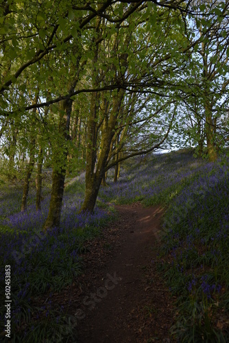 a path leading down a forest filled with bluebells