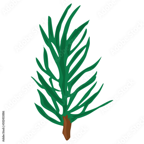 Fir branch vector single illustration.