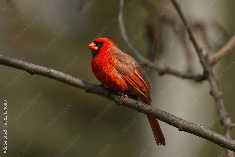Red Northern Cardinal perched on a branch Red Northern Cardinal perched on a branch