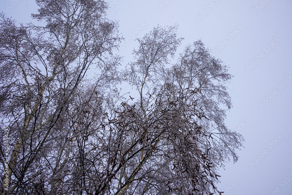 Close up of frost covered branches in the winter Close up of frost covered branches in the winter