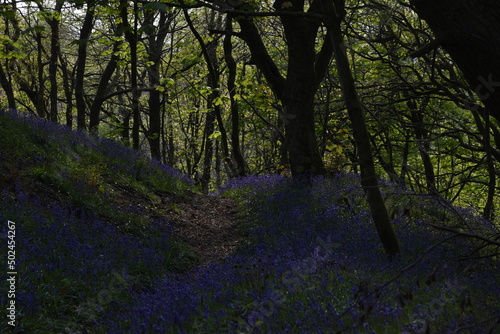 a path leading down a forest filled with bluebells