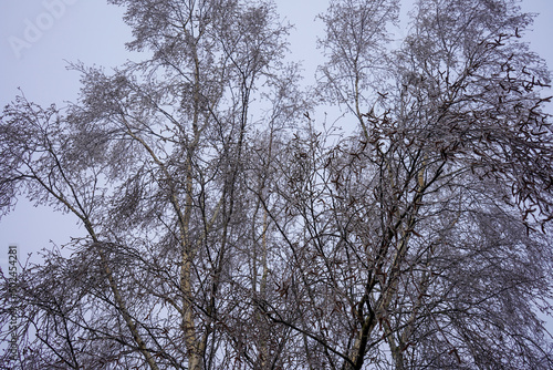 Close up of frost covered branches in the winter
