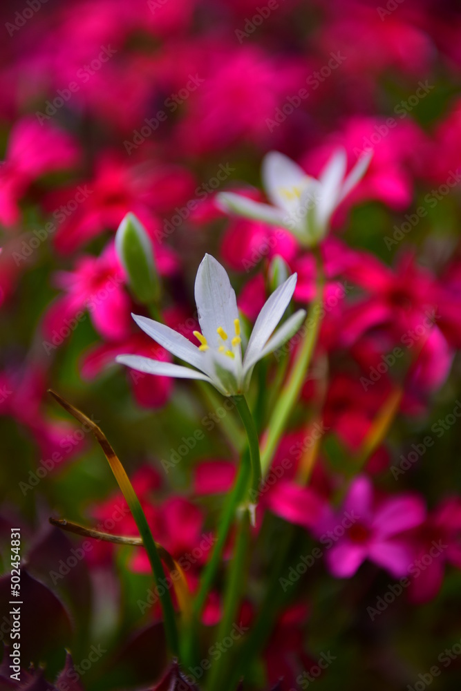 Fototapeta premium pink and white flower