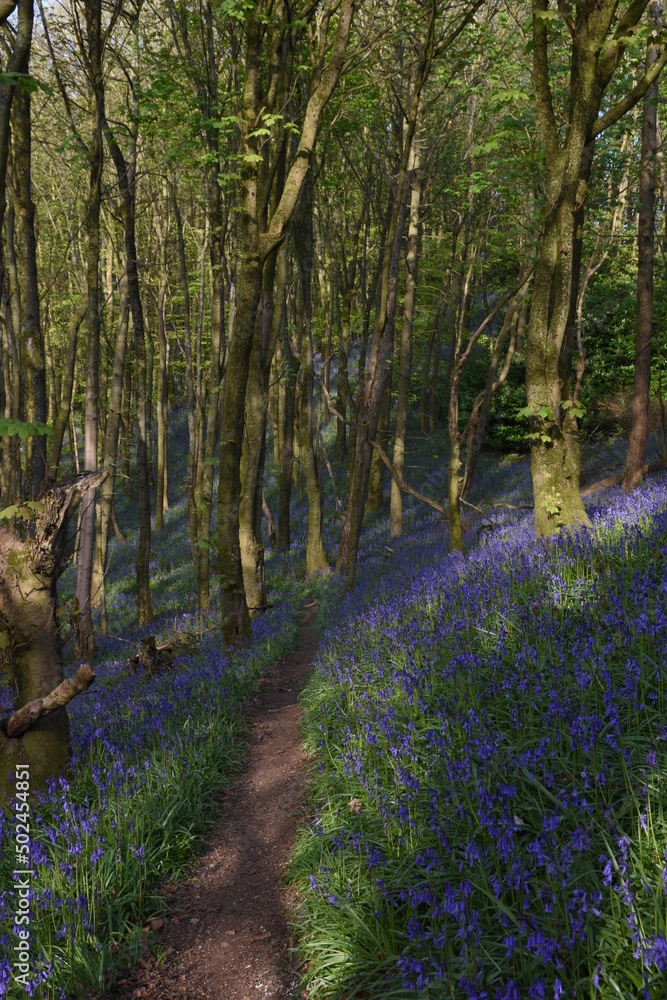 Fototapeta premium a path leading down a forest filled with bluebells