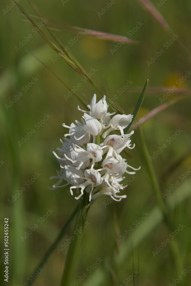 Fully blooming rare pure white specimen of the usually pink to purple monkey orchid (orchis simia) in natural habitat near Pesciano, Italy, white jumping monkey shaped petals glittering in the sun Fully blooming rare pure white specimen of the usually pink to purple monkey orchid (orchis simia) in natural habitat near Pesciano, Italy, white jumping monkey shaped petals glittering in the sun