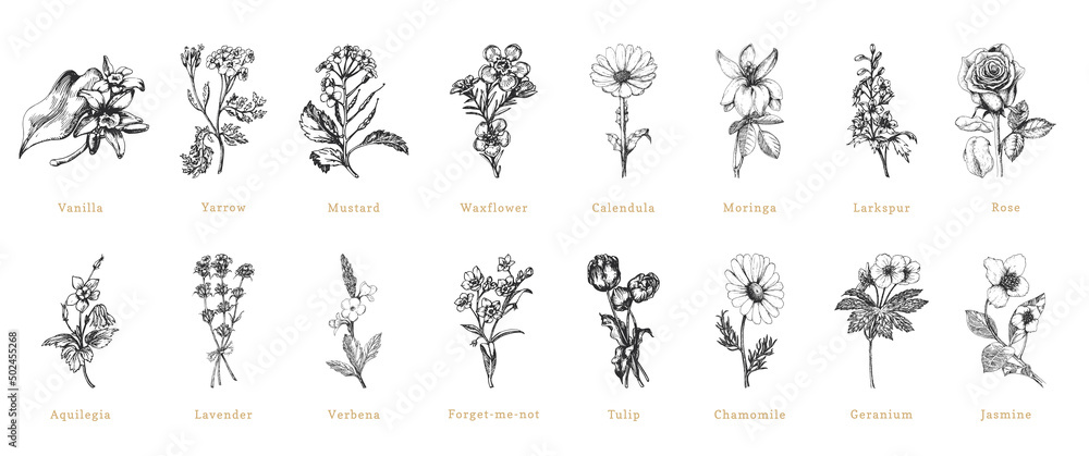 Officinalis plants sketches in vector, herbs set.