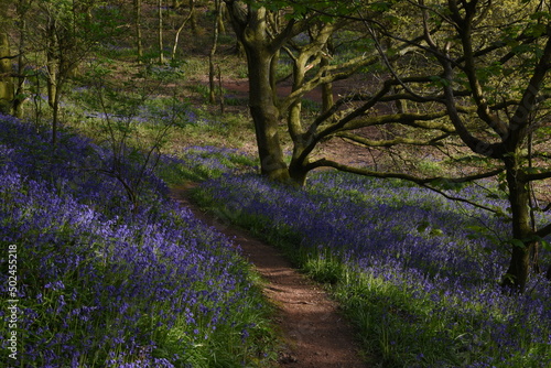 a path leading down a forest filled with bluebells