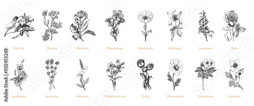 Leinwand Poster Officinalis plants sketches in vector, herbs set.