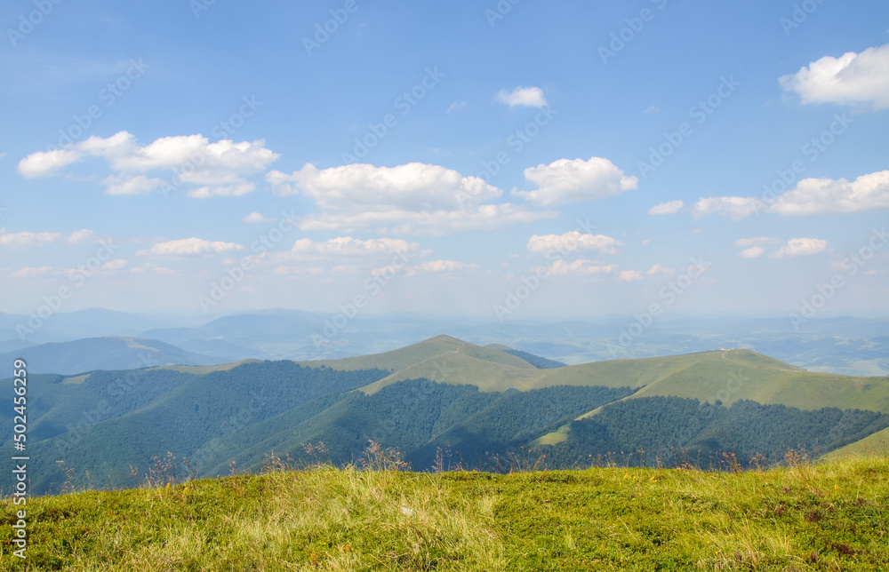 Summer natural landscape of a mountain range covered with dense forest and alpine green grassy meadows. Carpathian Mountains, Ukraine