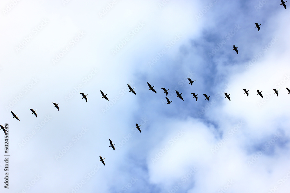 migration flight of a flock of geese migration flight of a flock of geese